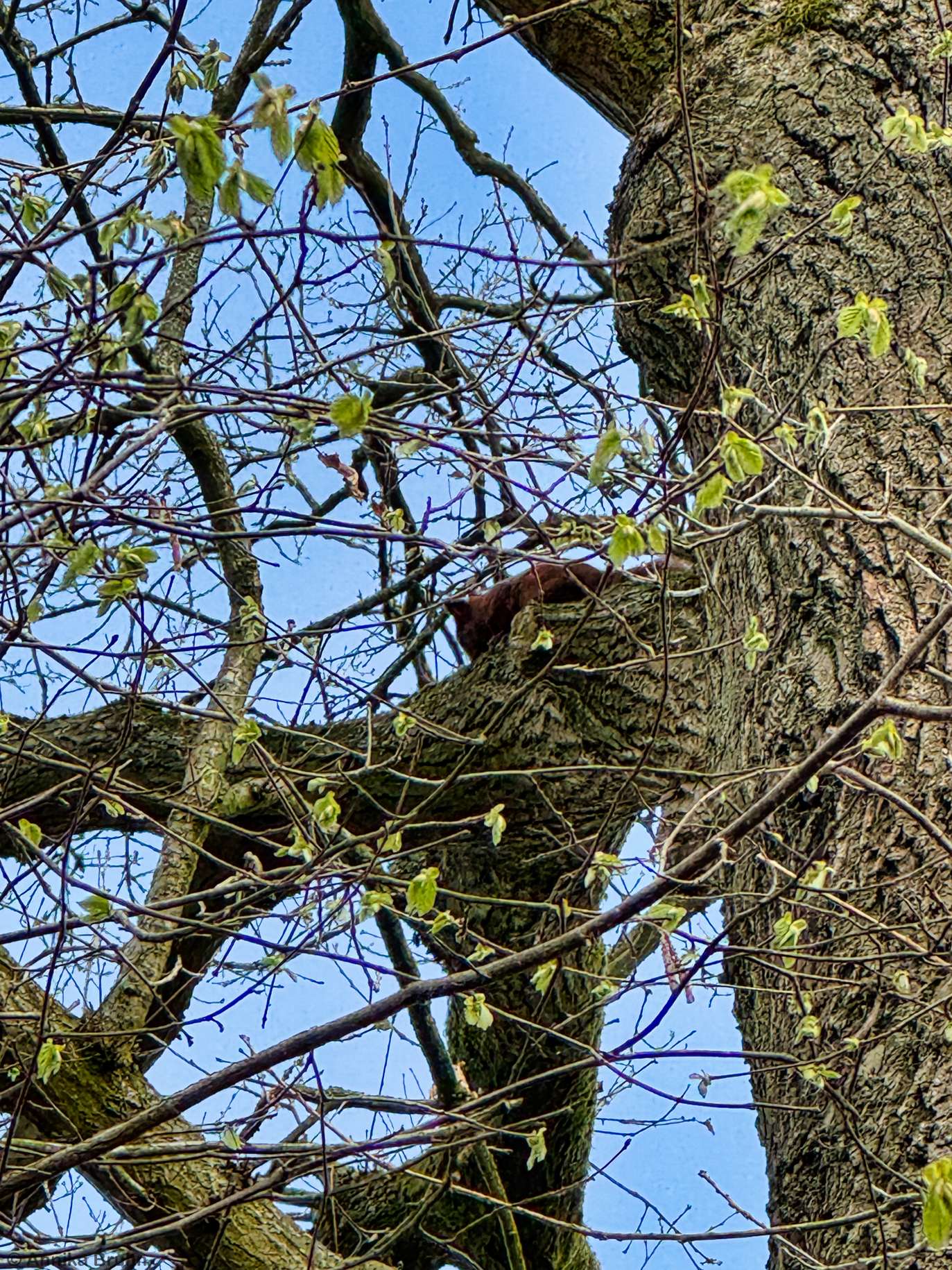 Huhu Eichhörnchen